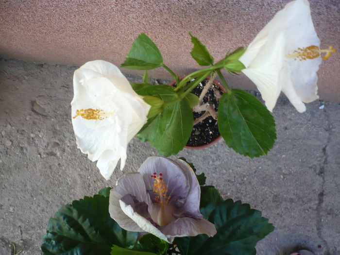 P1230197