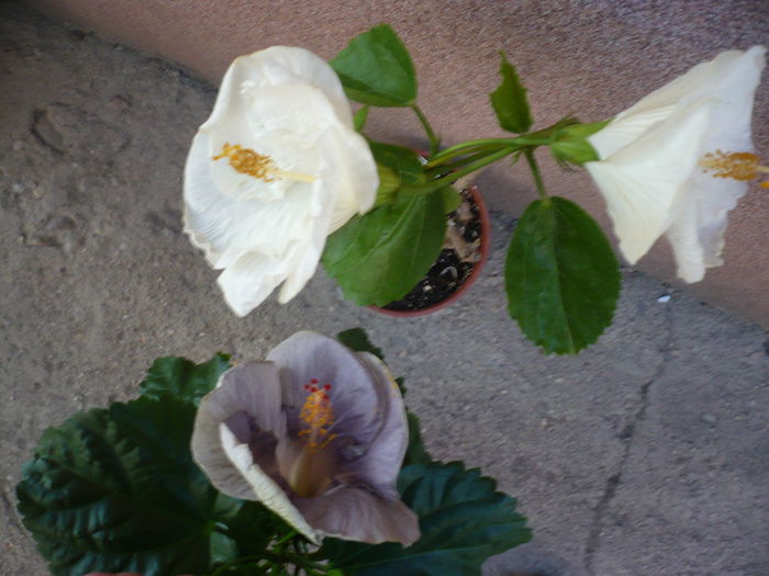 P1230198