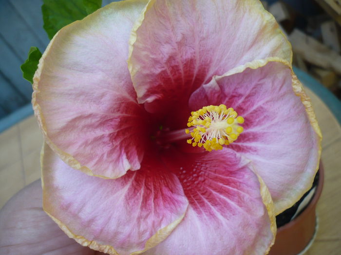 P1230220
