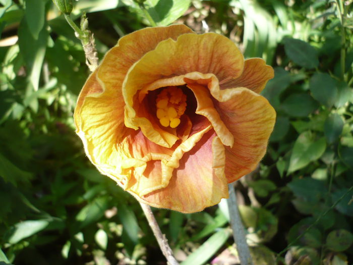 P1230223