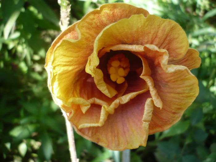 P1230225