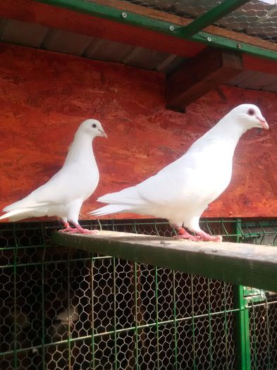 pereche 2014 Dnu DARIE. Petrosani - 8___-PERSOANE CU CARE AM COLABORAT- VANZARI