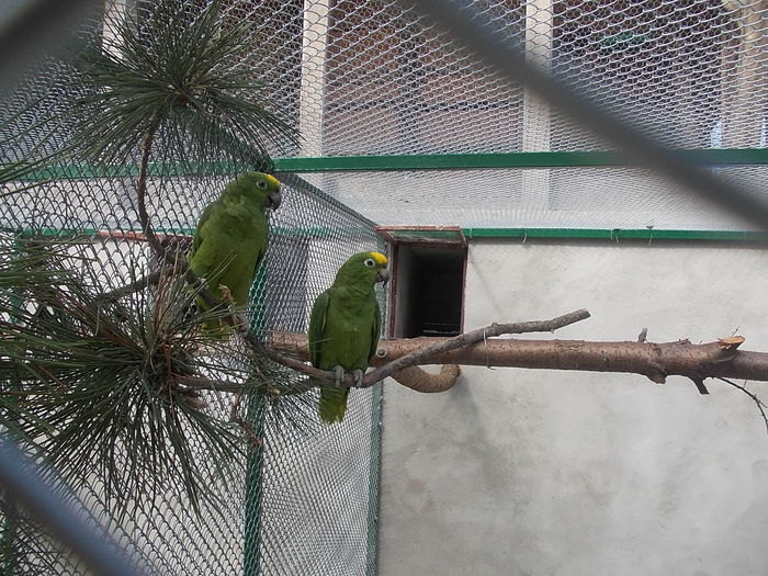 056 - papagali 2015