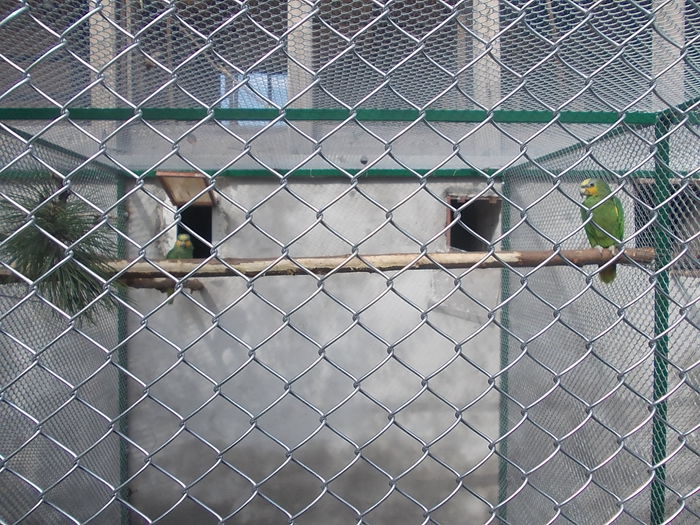 058 - papagali 2015