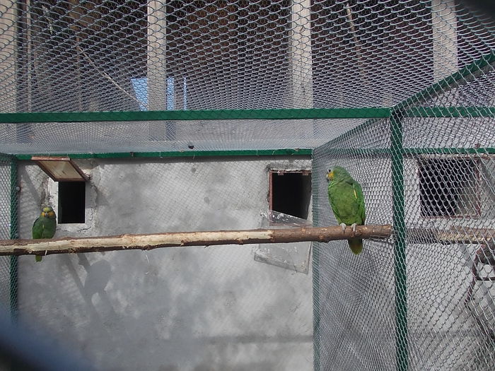 059 - papagali 2015