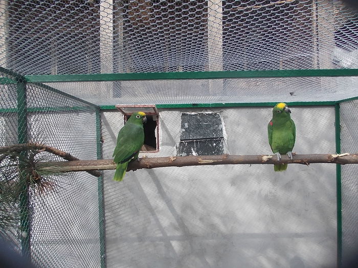 060 - papagali 2015