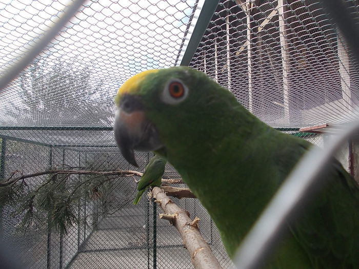 062 - papagali 2015