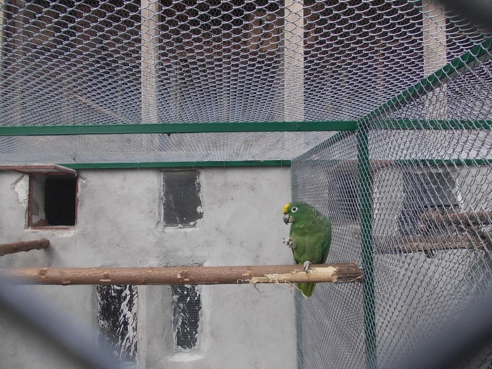 066 - papagali 2015
