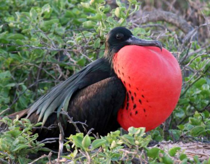 galapagos-frigate-bird