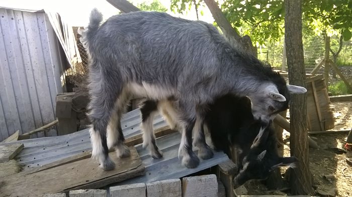 WP_20150506_18_37_10_Pro firuta si afrodita aproape 2 luni jumate (2)