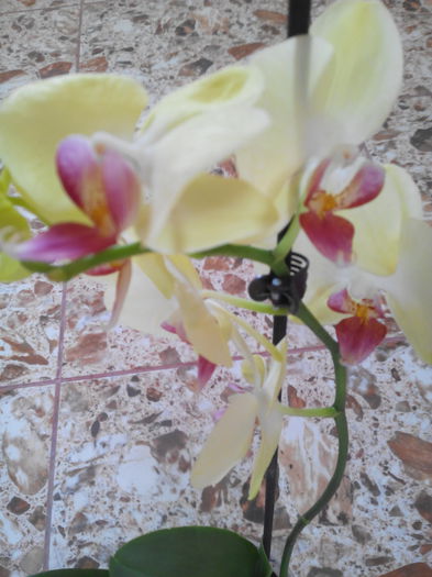 Orhidee phalaenopsis - Multumesc Enama iulie 22 -2015
