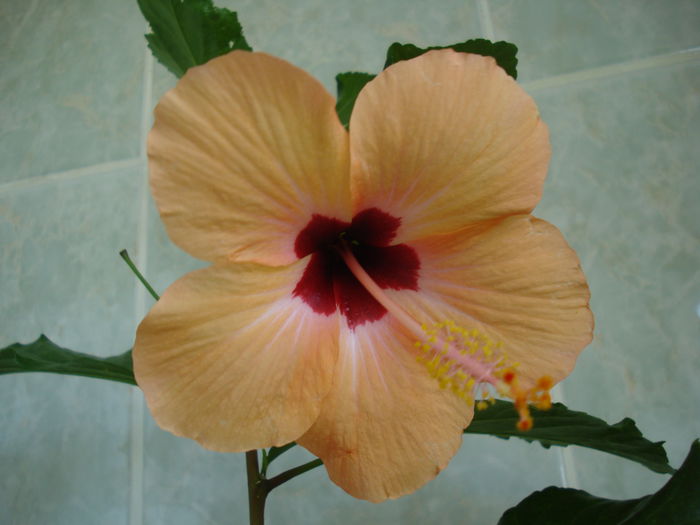 DSC02627 - HIBISCUS 2015
