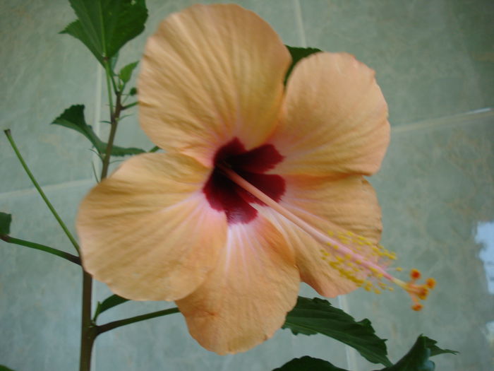 DSC02629 - HIBISCUS 2015