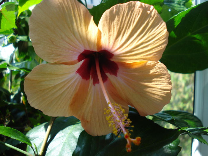 DSC02630 - Hibiscus Nairobi