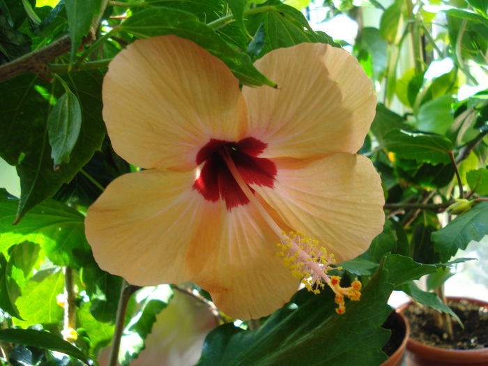 DSC02631 - Hibiscus Nairobi