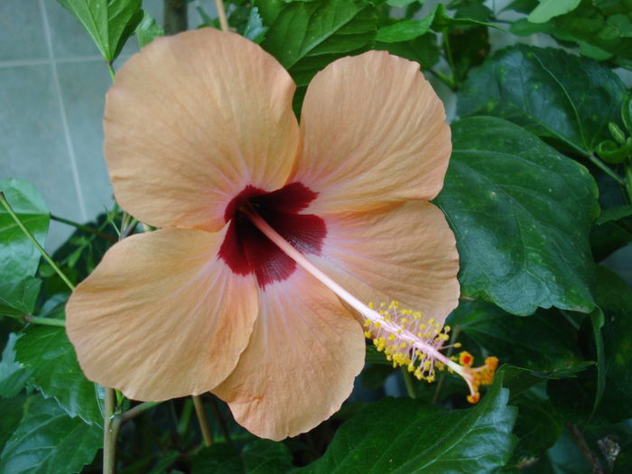 DSC02632 - Hibiscus Nairobi