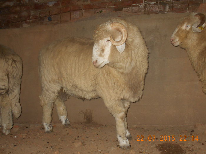 DSCN4678 - Productia De Miei 2015