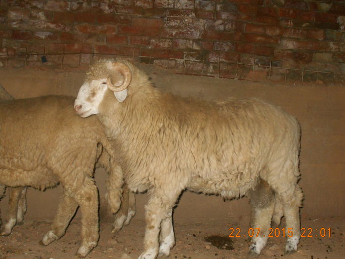 DSCN4615 - Productia De Miei 2015