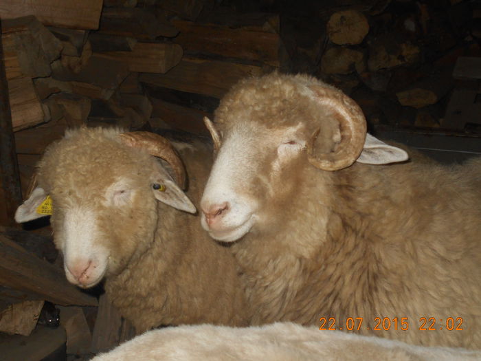 DSCN4618 - Productia De Miei 2015