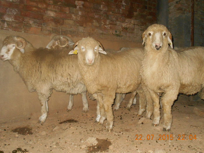 DSCN4622 - Productia De Miei 2015