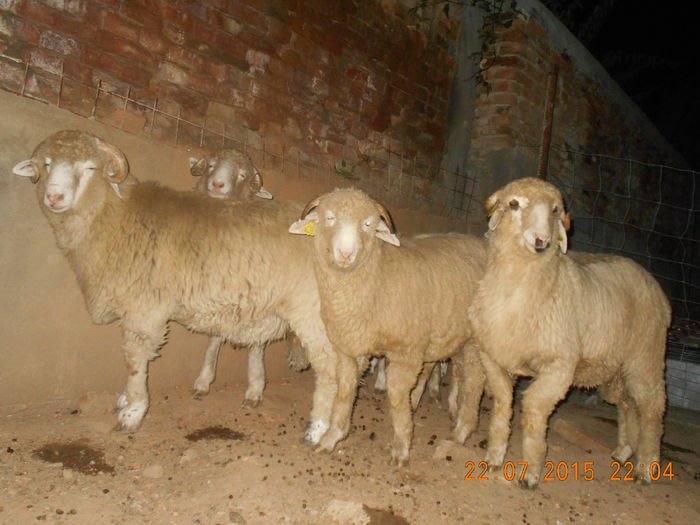 DSCN4623 - Productia De Miei 2015