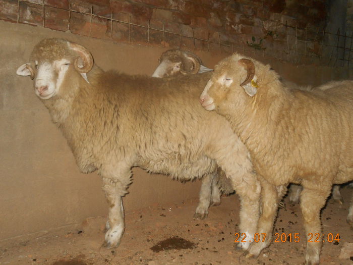 DSCN4625 - Productia De Miei 2015