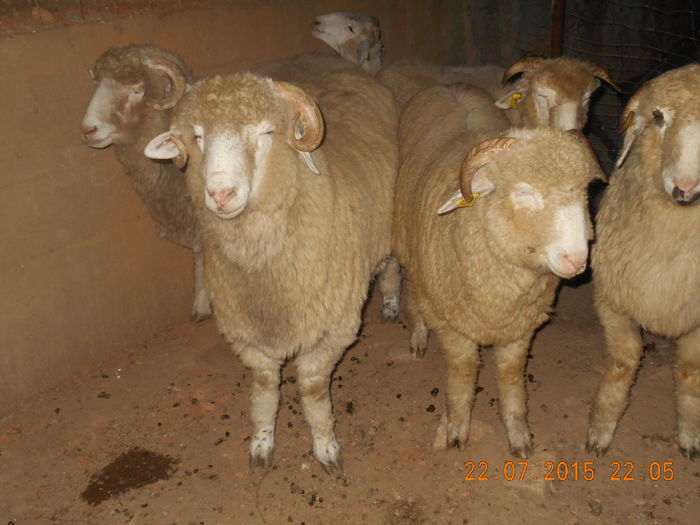 DSCN4630 - Productia De Miei 2015