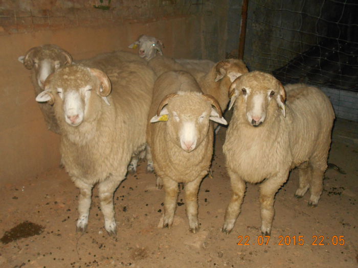 DSCN4631 - Productia De Miei 2015