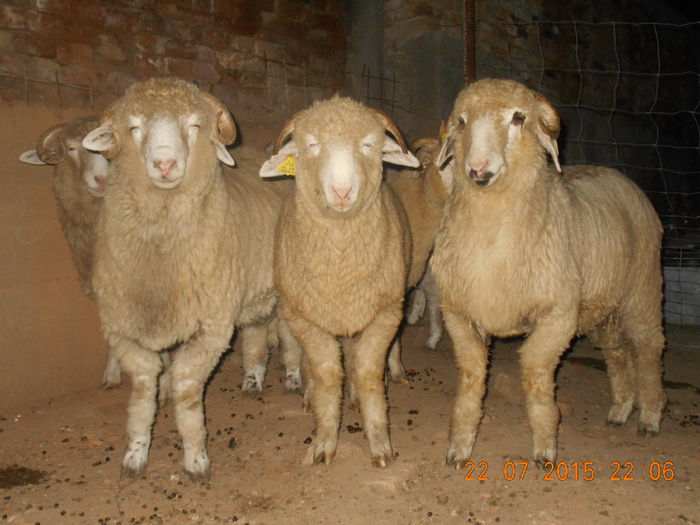 DSCN4633 - Productia De Miei 2015