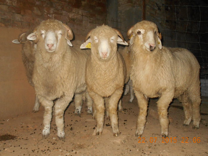 DSCN4634 - Productia De Miei 2015