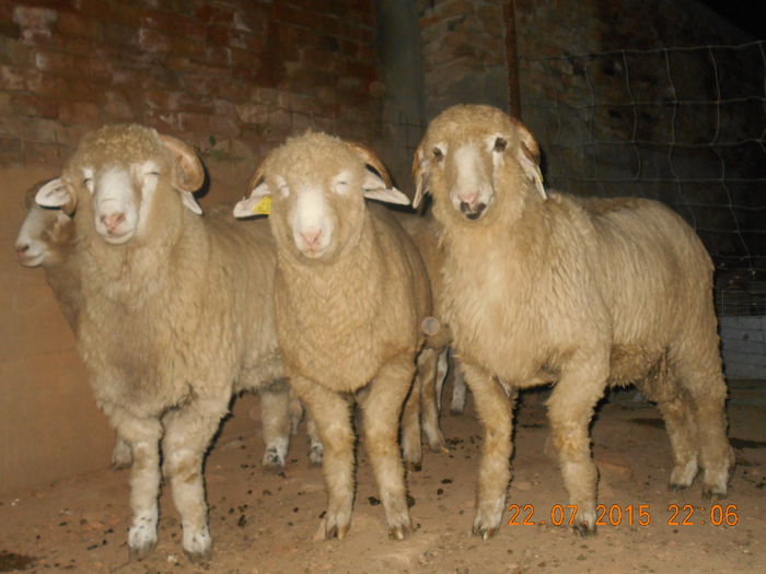 DSCN4635 - Productia De Miei 2015