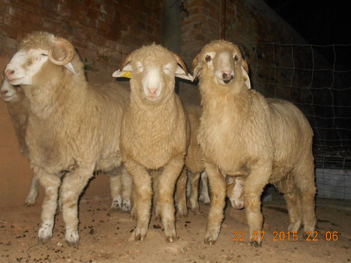 DSCN4636 - Productia De Miei 2015