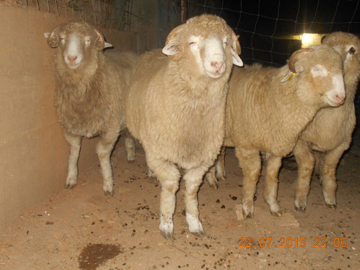 DSCN4637 - Productia De Miei 2015