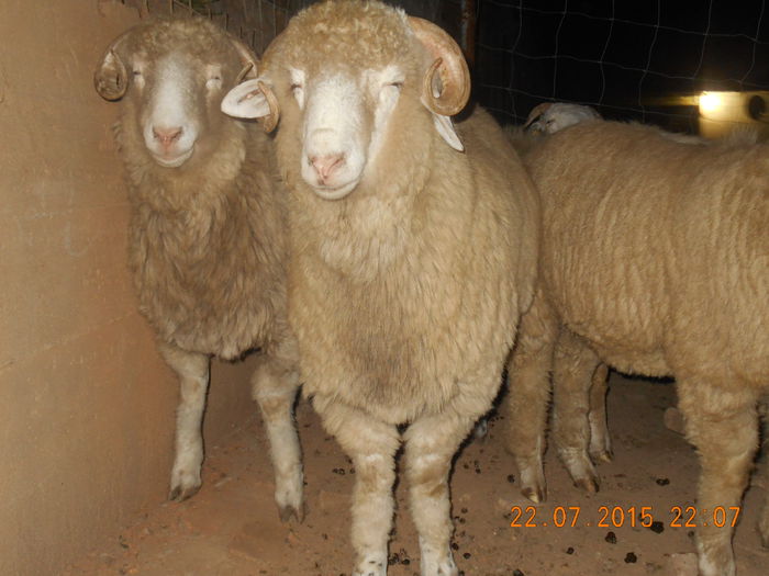 DSCN4640 - Productia De Miei 2015