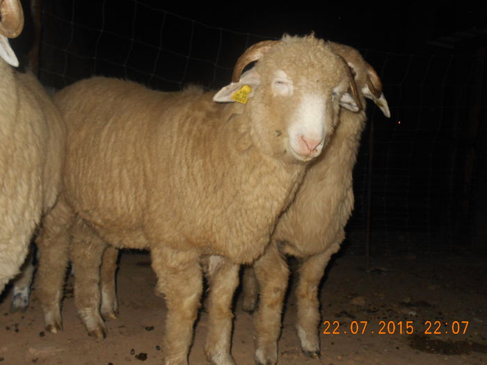 DSCN4641 - Productia De Miei 2015