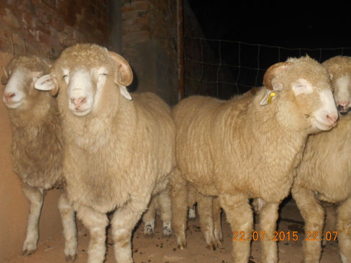 DSCN4642 - Productia De Miei 2015