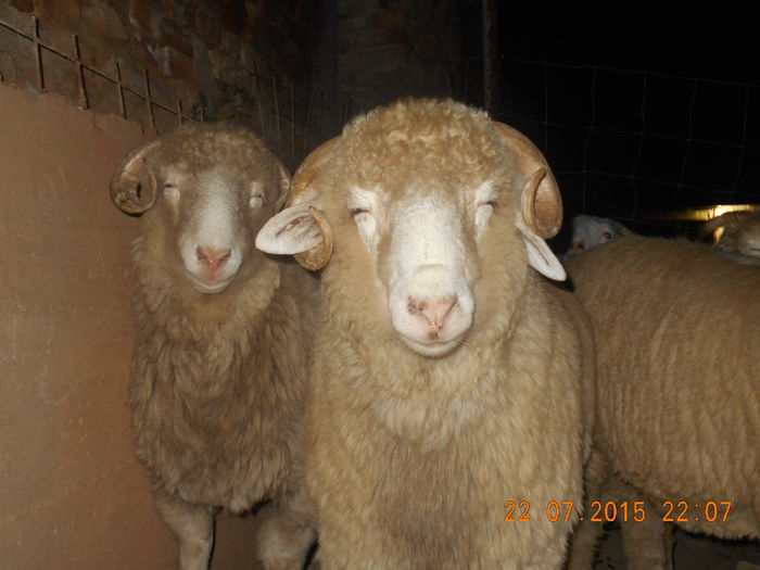 DSCN4643 - Productia De Miei 2015