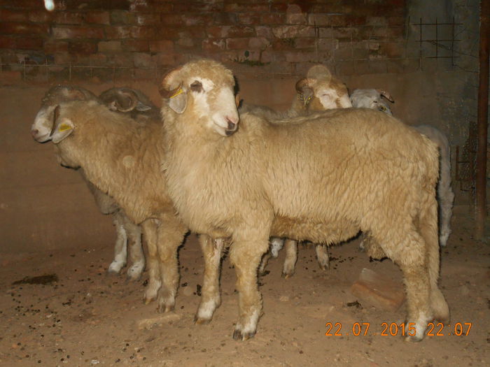 DSCN4644 - Productia De Miei 2015