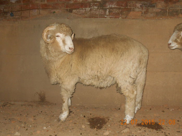 DSCN4646 - Productia De Miei 2015