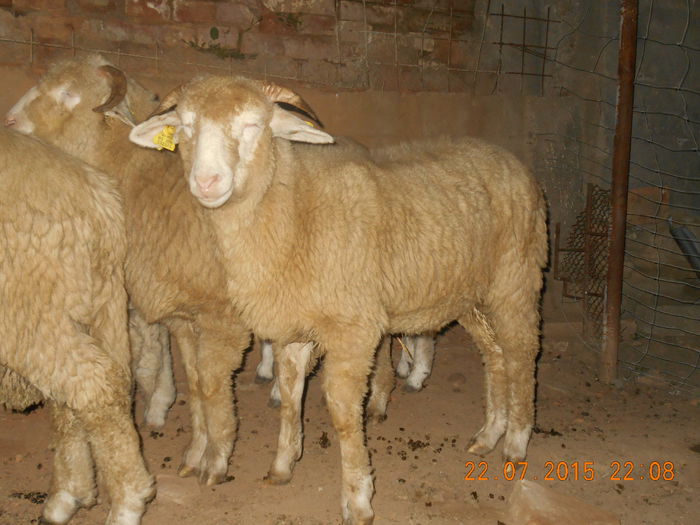 DSCN4647 - Productia De Miei 2015