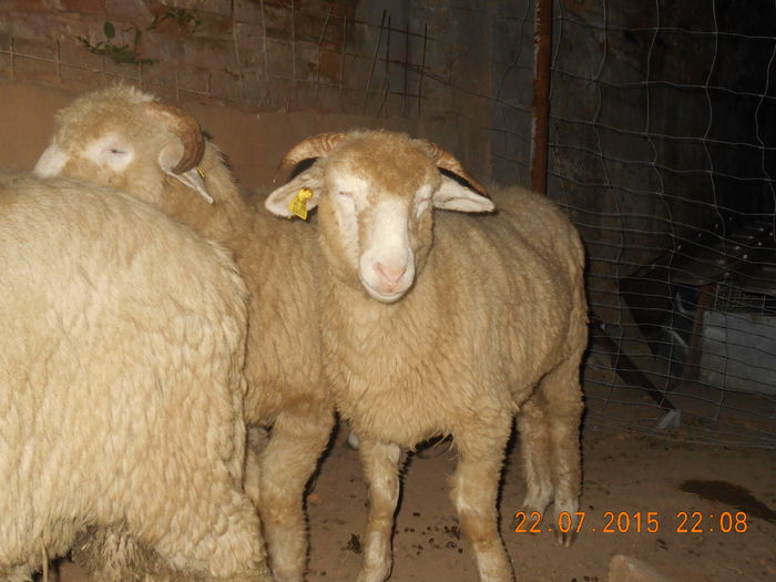 DSCN4648 - Productia De Miei 2015