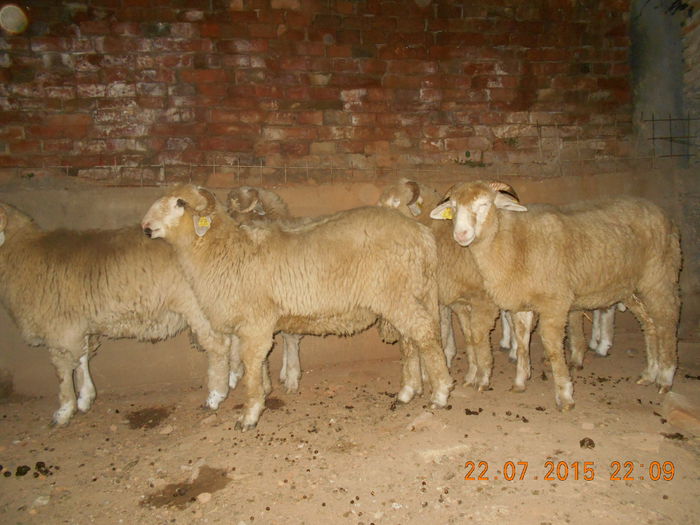 DSCN4650 - Productia De Miei 2015