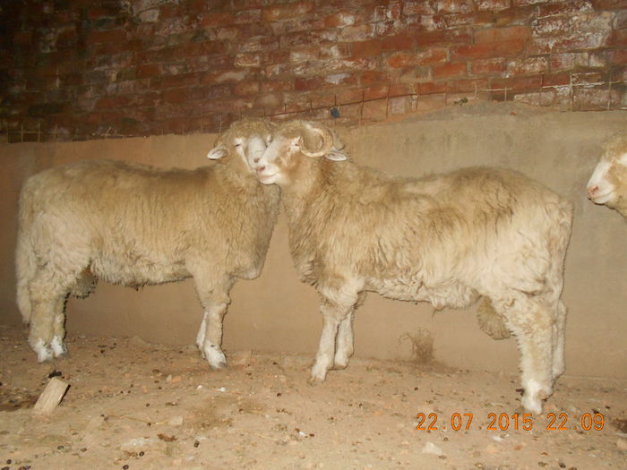 DSCN4652 - Productia De Miei 2015