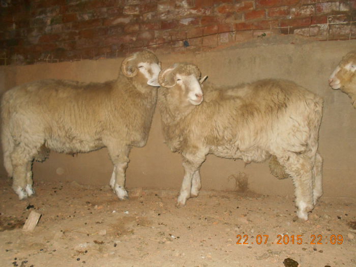 DSCN4653 - Productia De Miei 2015