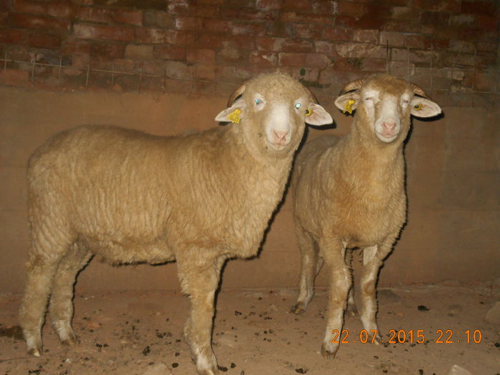 DSCN4657 - Productia De Miei 2015