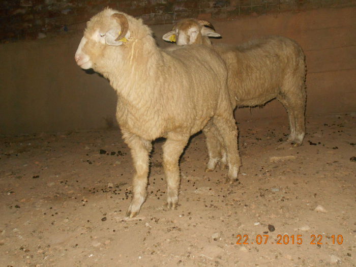 DSCN4659 - Productia De Miei 2015