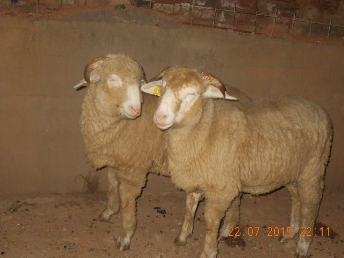 DSCN4661 - Productia De Miei 2015