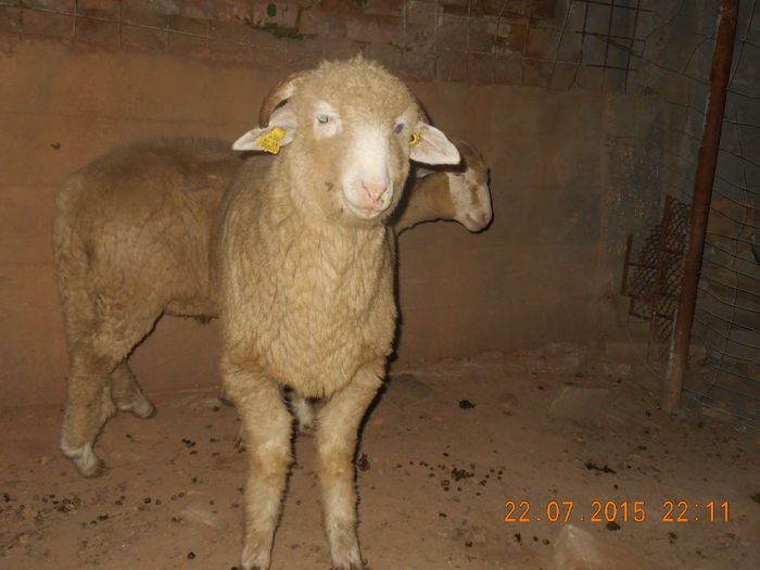 DSCN4662 - Productia De Miei 2015