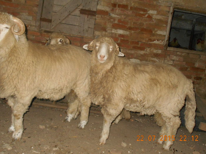 DSCN4665 - Productia De Miei 2015