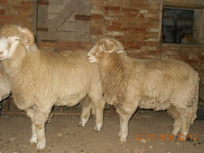 DSCN4666 - Productia De Miei 2015